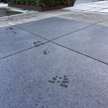 Orient Black 60x60x3 Corium