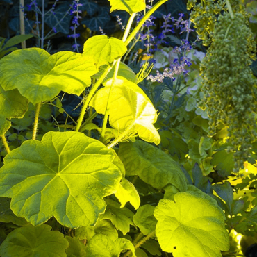 Big Flux 60 Asymmetric (zonder ring 68)