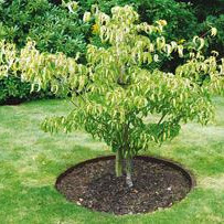Corten staal 10,2 Garden RING ¢76x10,2 (1 deel incl 4 pennen) Op=Op
