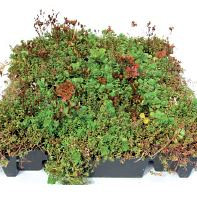 Sedumtray TE 45x49,5x8,5 cm per m² (prijs op aanvraag)