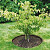 Corten staal 10,2 Garden RING ¢76x10,2 (1 deel incl 4 pennen) Op=Op