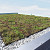 Sedumtray TE 45x49,5x8,5 cm per m² (prijs op aanvraag)