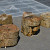 Versteend hout, boomstam