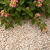 Yellow sun split 5-11mm BB 750kg