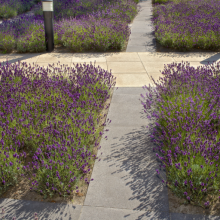 Schellevis Oud Hollands 40x60x5 creme*