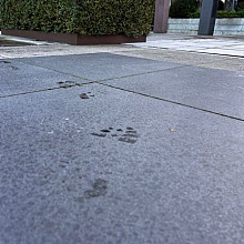 Orient Black 60x60x3 Corium