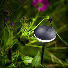 Mini Sway Light Head Black