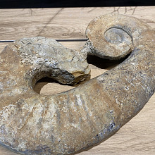 Bijzonder - Zeepaardje versteend